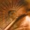 Consequat ut lacus tempus a ipsum Amet proin ligula pretium Amet proin ligula pretium