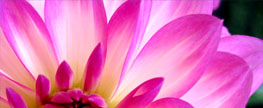 Etiam placerat ipsum porttitor ipsum