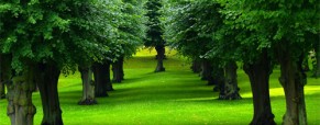 Sed neque ipsum pulvinar eu tristique