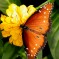 Nullam tristique leo id lacus