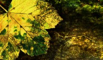 Etiam placerat ipsum porttitor ipsum