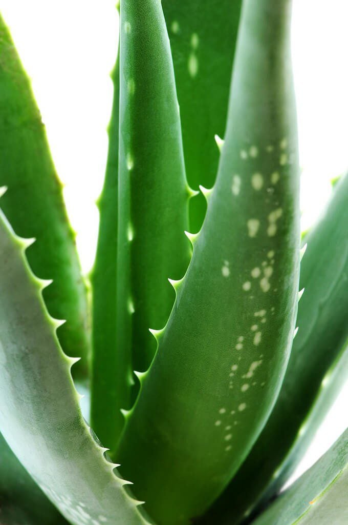 Aloe plant