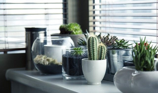 Cactus pots