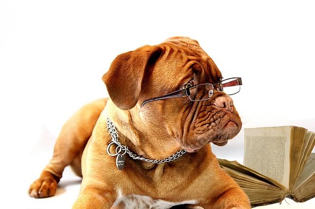 Dog in glasses