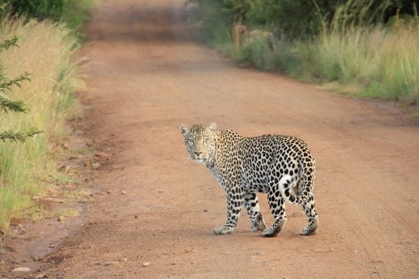 lions-tigers-and-leopards-oh-my