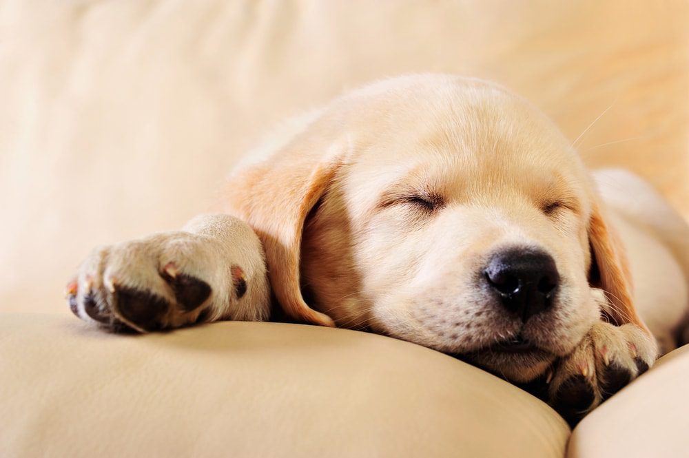A puppy sleeping