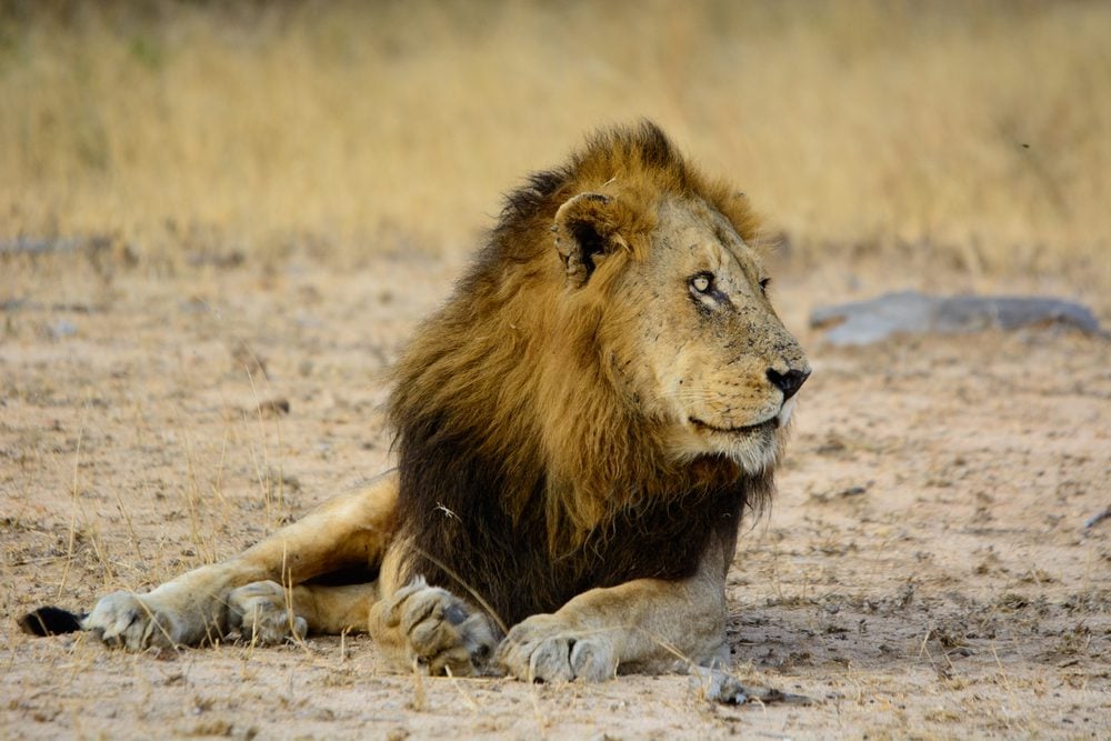 A lion lying down with his head up looking to his left