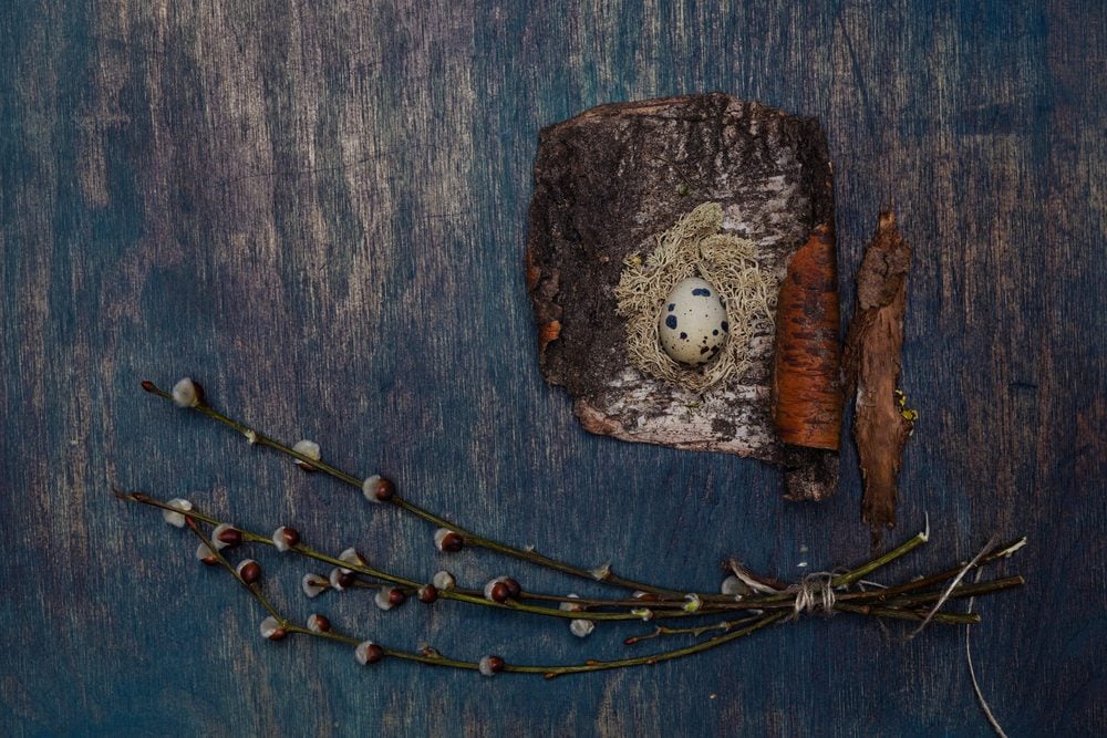 Quail egg and willow bunch on dark brown wooden table