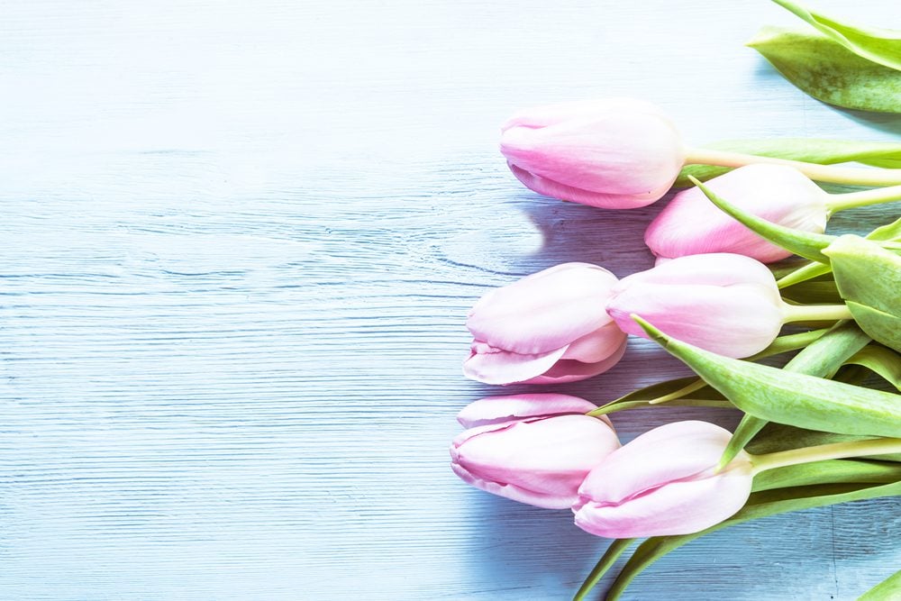 Pink tulips lit by sun from the left