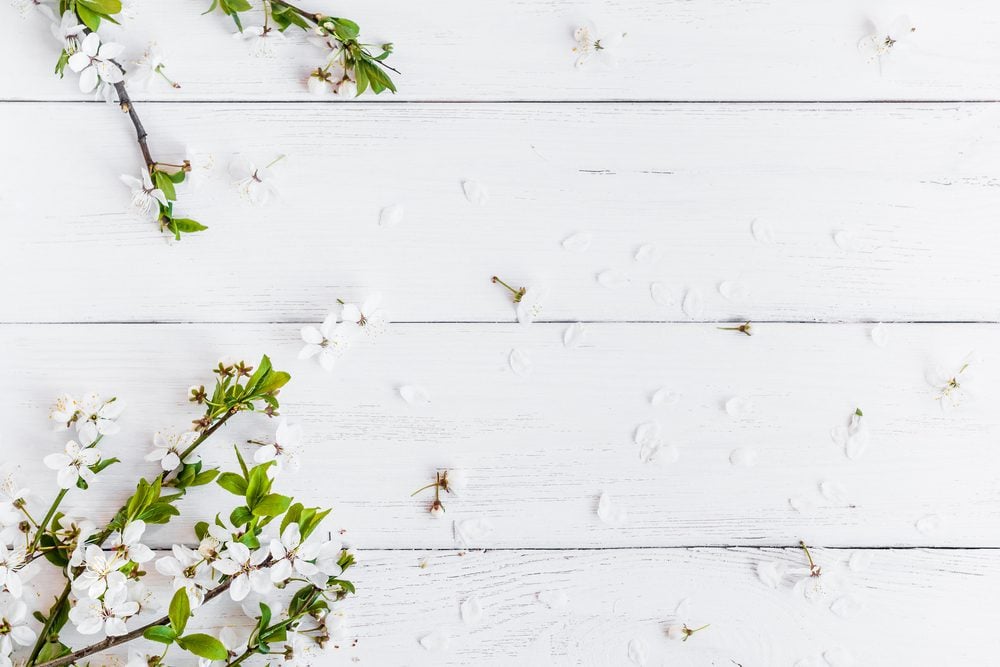 White flowers with green leaves on a white picnic table