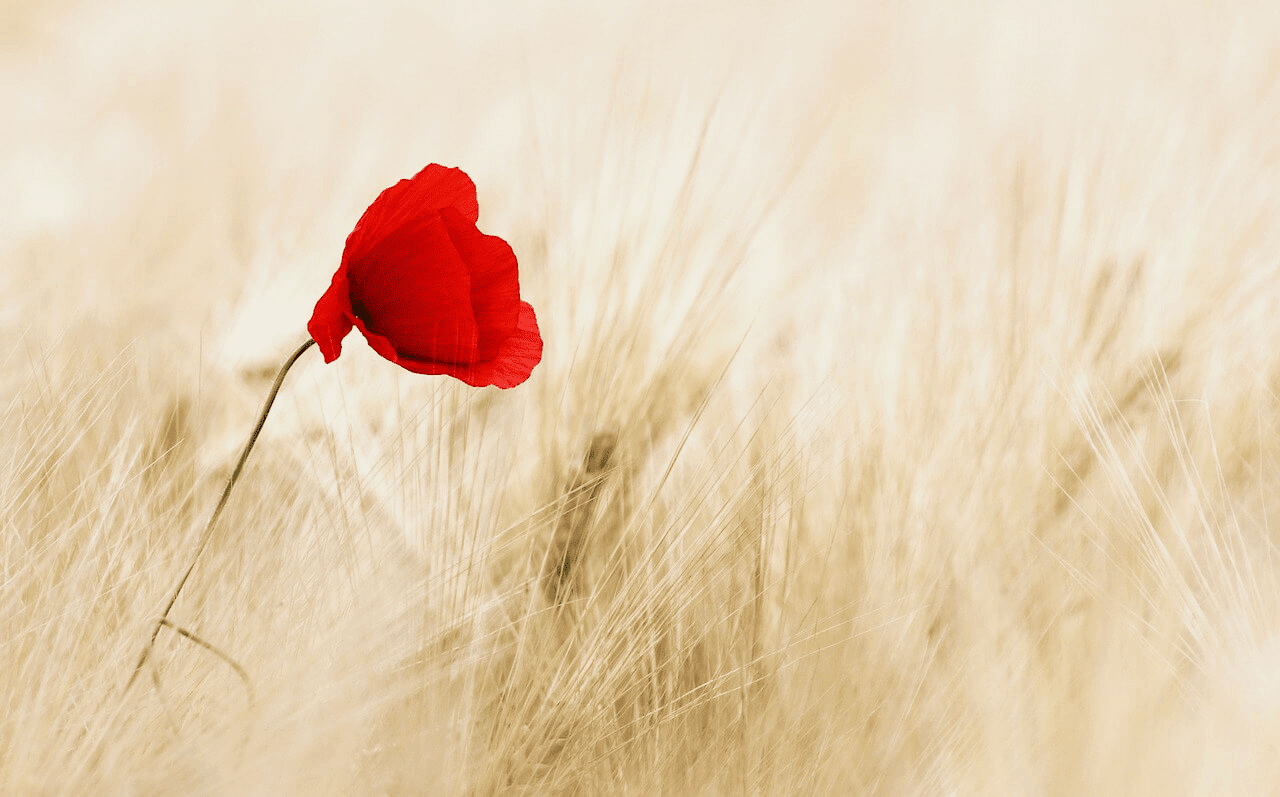 A red flower in the middle of a field