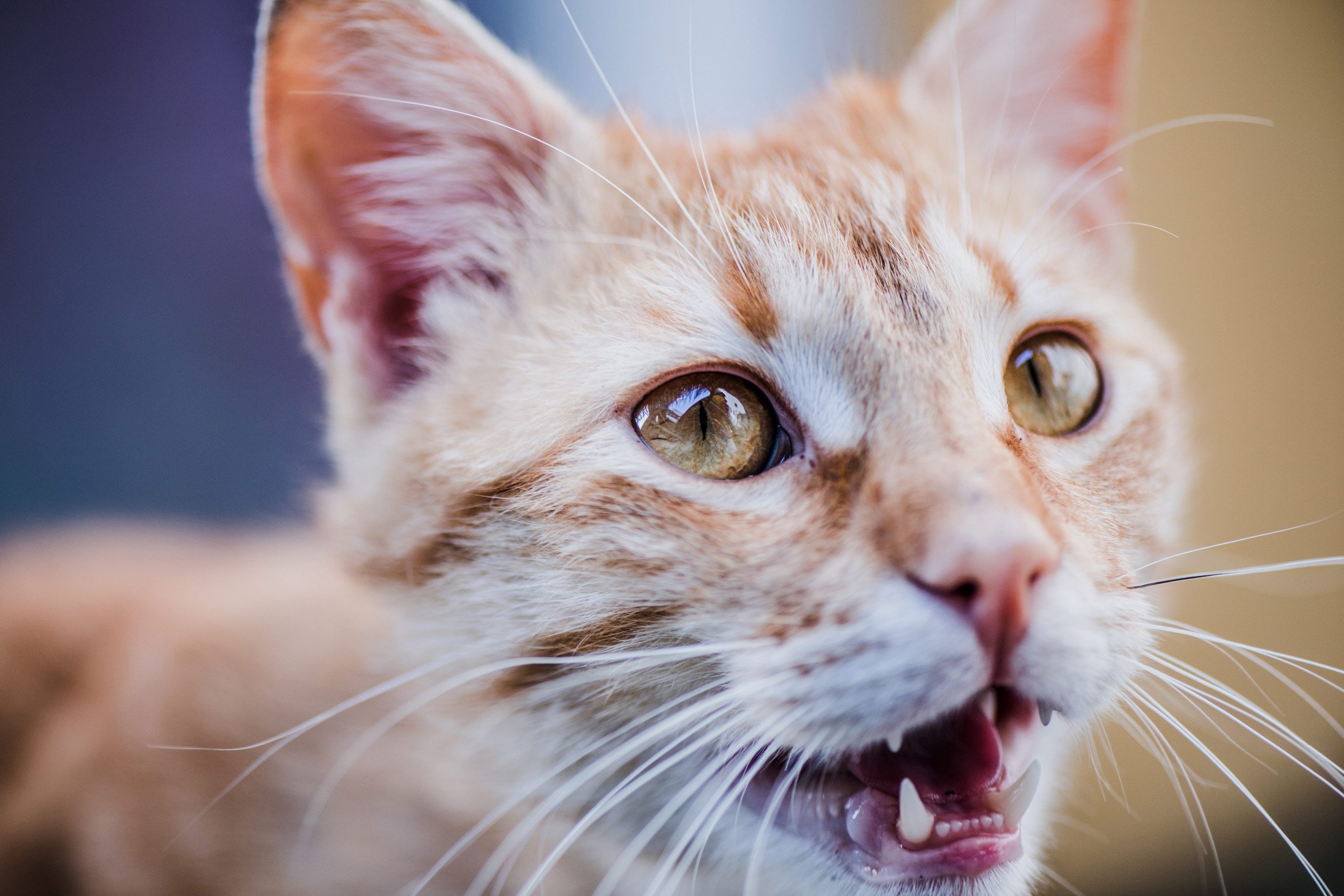 wordpress picture plugin