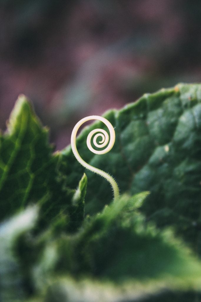 Golden Ratio In Nature