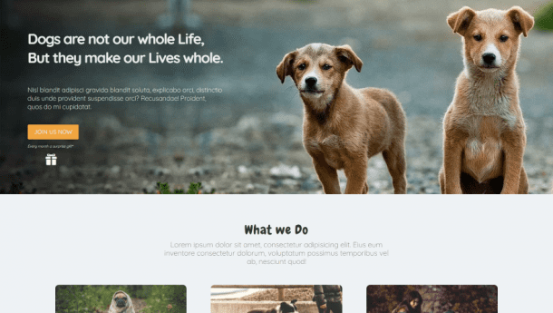 Veterinary Blog Layout 9 Divi Layouts for Veterinarian Websites
