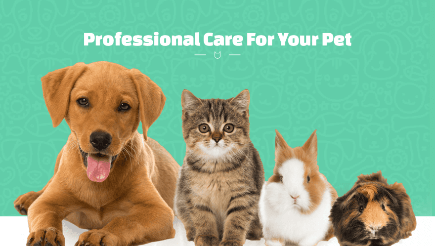 9 Divi Layouts for Veterinarian Websites 5