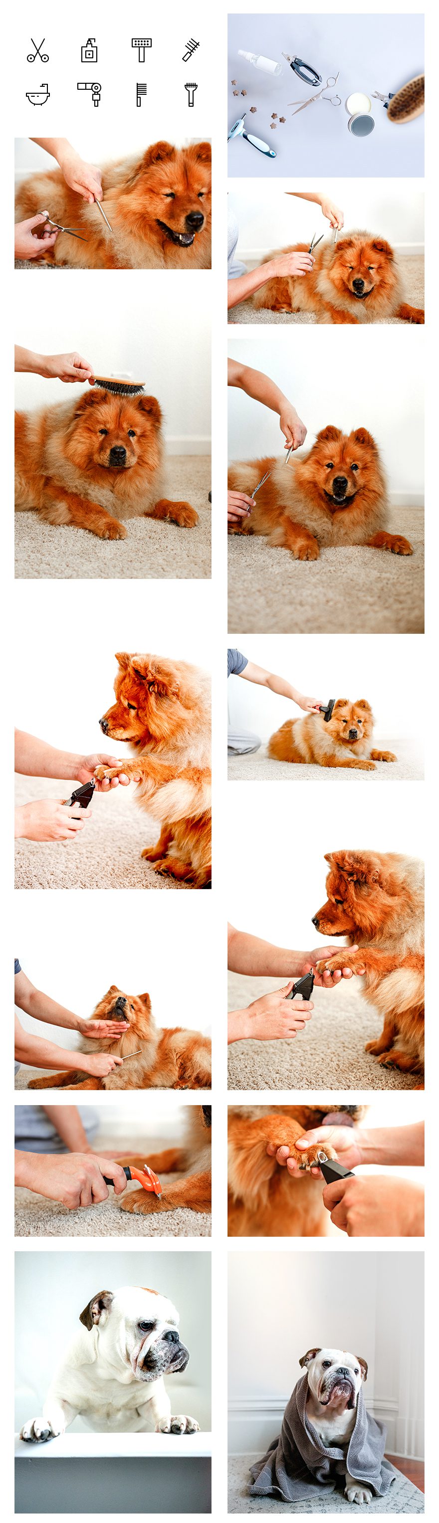 dog grooming website