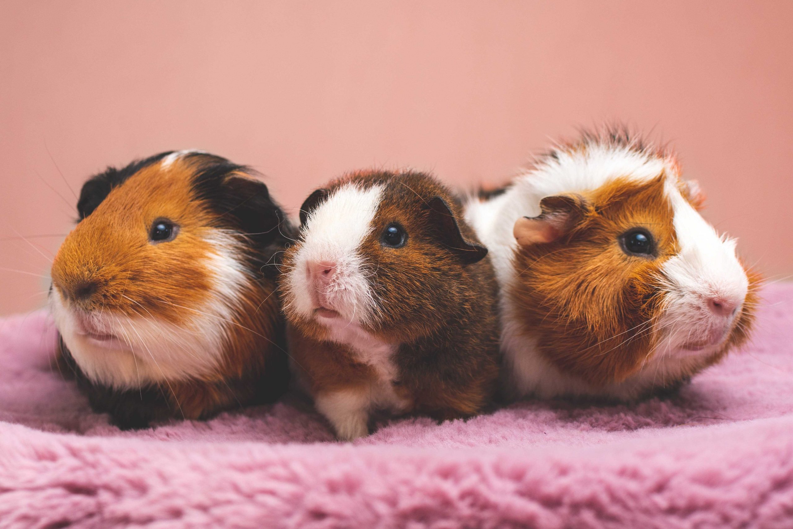 Photo of guinea pigs compressed to 50 percent