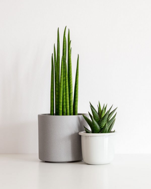 Indoor Plant & Planter