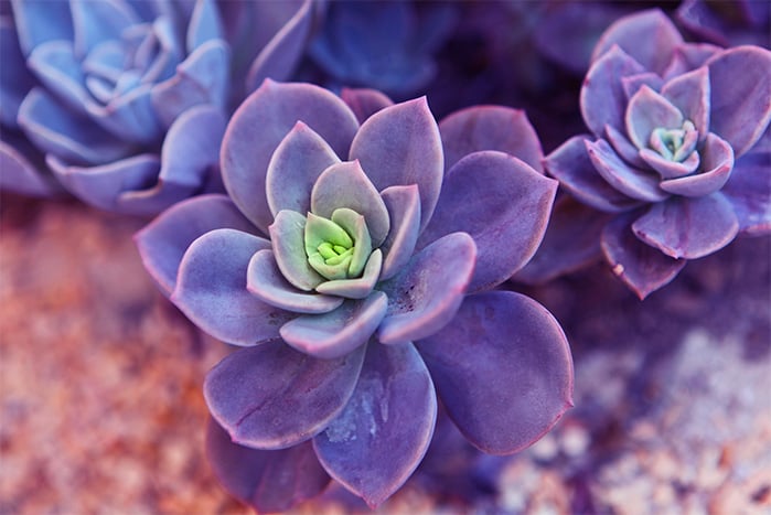 succulents